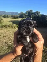 Lad, a male Shih Tzu and Brussels Griffon for sale in Chatsworth, GA – 6 of 9