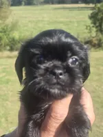 Lad, a male Brussels Griffon for sale in Chatsworth, GA – 5 of 7