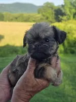 Mia, a female Brussels Griffon for sale in Chatsworth, GA – 3 of 8