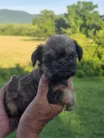 Mia, a female Brussels Griffon for sale in Chatsworth, GA – 5 of 8