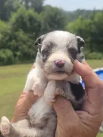 Toby - Toy, a male Australian Shepherd and Aussiedoodle for sale in Chatsworth, GA – 6 of 9