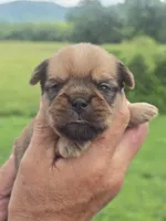 Rafe, a male Brussels Griffon for sale in Chatsworth, GA – 1 of 7