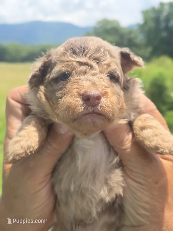 Henry – Miniature Aussiedoodle puppy for sale in Chatsworth, GA