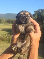 Ryan, a male Shih Tzu and Brussels Griffon for sale in Chatsworth, GA – 7 of 7
