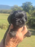 Stevie, a male Shih Tzu and Brussels Griffon for sale in Chatsworth, GA – 3 of 8