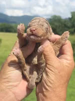 Maddie, a female Miniature Aussiedoodle for sale in Chatsworth, GA – 2 of 7