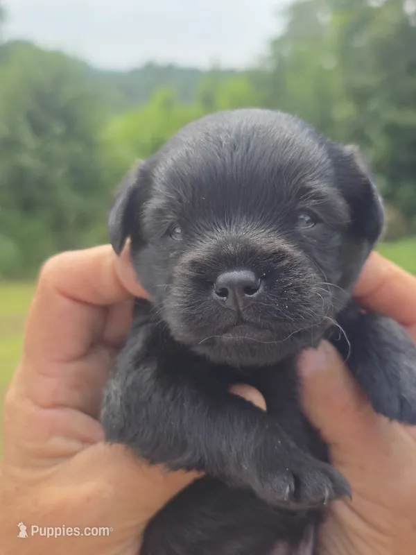 Patrick – Cavapoo, Brussels Griffon puppy for sale in Chatsworth, GA