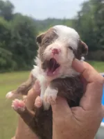 Mia, a female Australian Shepherd and Aussiedoodle for sale in Chatsworth, GA – 2 of 7
