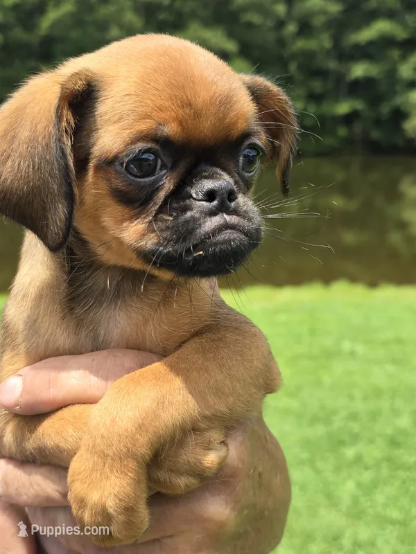 Charlie – Brussels Griffon puppy for sale in Chatsworth, GA