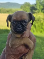 Charlie, a male Brussels Griffon for sale in Chatsworth, GA – 3 of 5