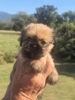 Ginny, a male Shih Tzu and Brussels Griffon for sale in Chatsworth, GA – 2 of 6