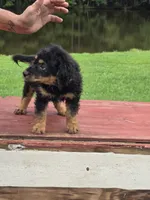 Raven, a female Miniature Aussiedoodle for sale in Chatsworth, GA – 4 of 6