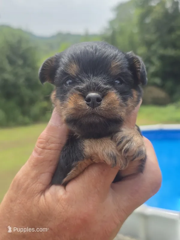 Bodie – Cavapoo, Brussels Griffon puppy for sale in Chatsworth, GA