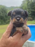 Bodie, a male Cavapoo and Brussels Griffon for sale in Chatsworth, GA – 1 of 8
