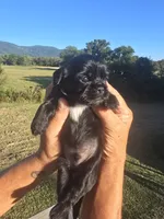 Lad, a male Shih Tzu and Brussels Griffon for sale in Chatsworth, GA – 3 of 9