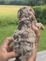 Buck, a male Miniature Aussiedoodle for sale in Chatsworth, GA – 3 of 6