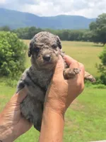 Bubba, a male Miniature Aussiedoodle for sale in Chatsworth, GA – 6 of 7