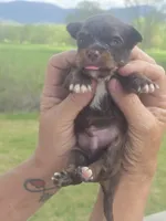 Pete, a male Aussiedoodle for sale in Chatsworth, GA – Photo 7 of 7