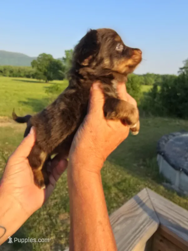 Pete – Aussiedoodle puppy for sale in Chatsworth, GA