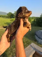 Pete, a male Aussiedoodle for sale in Chatsworth, GA – 1 of 6