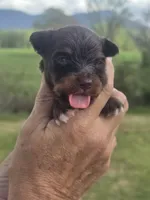 Pete, a male Aussiedoodle for sale in Chatsworth, GA – Photo 3 of 7
