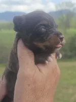 Pete, a male Aussiedoodle for sale in Chatsworth, GA – Photo 2 of 7