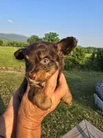 Pete, a male Aussiedoodle for sale in Chatsworth, GA – 6 of 6
