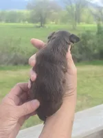 Pete, a male Aussiedoodle for sale in Chatsworth, GA – Photo 5 of 7