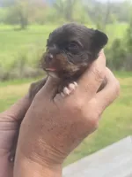 Pete, a male Aussiedoodle for sale in Chatsworth, GA – Photo 6 of 7