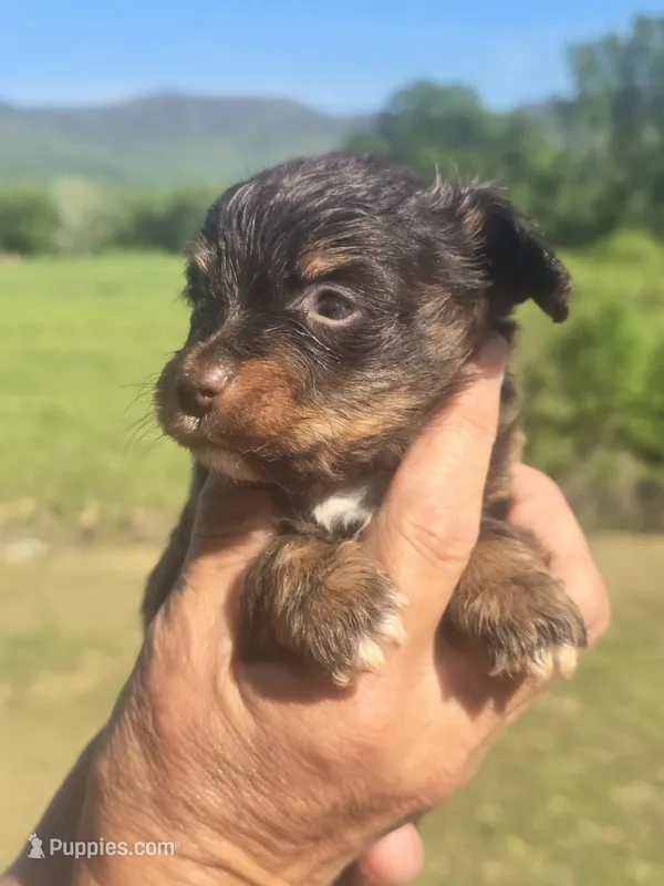 Pete – Aussiedoodle puppy for sale in Chatsworth, GA