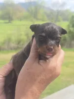 Pete, a male Aussiedoodle for sale in Chatsworth, GA – Photo 4 of 7