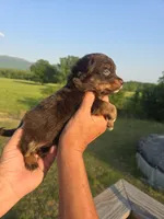 Pete, a male Aussiedoodle for sale in Chatsworth, GA – 4 of 6
