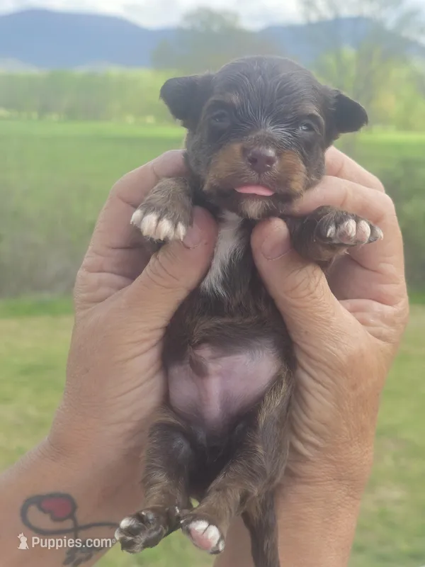 Pete – Aussiedoodle puppy for sale in Chatsworth, GA