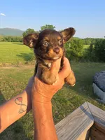 Pete, a male Aussiedoodle for sale in Chatsworth, GA – 5 of 6