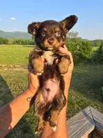 Pete, a male Aussiedoodle for sale in Chatsworth, GA – 2 of 6