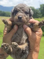 Bubba, a male Miniature Aussiedoodle for sale in Chatsworth, GA – 3 of 7