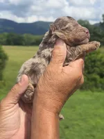 Henry, a male Miniature Aussiedoodle for sale in Chatsworth, GA – 3 of 7