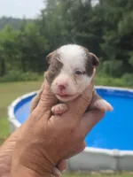 Mia, a female Australian Shepherd and Aussiedoodle for sale in Chatsworth, GA – 4 of 7