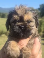 Ryan, a male Brussels Griffon for sale in Chatsworth, GA – 4 of 7