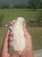 Lollie, a female Poodle - Toy  for sale in Chatsworth, GA – Photo 5 of 9