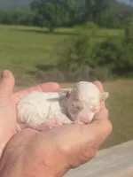Lollie, a female Poodle - Toy  for sale in Chatsworth, GA – Photo 9 of 9