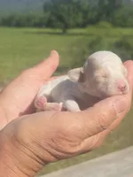 Lollie, a female Poodle - Toy  for sale in Chatsworth, GA – Photo 7 of 9