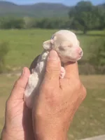 Lollie, a female Poodle - Toy  for sale in Chatsworth, GA – Photo 3 of 9