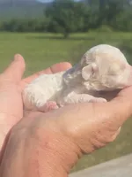 Lollie, a female Poodle - Toy  for sale in Chatsworth, GA – Photo 8 of 9