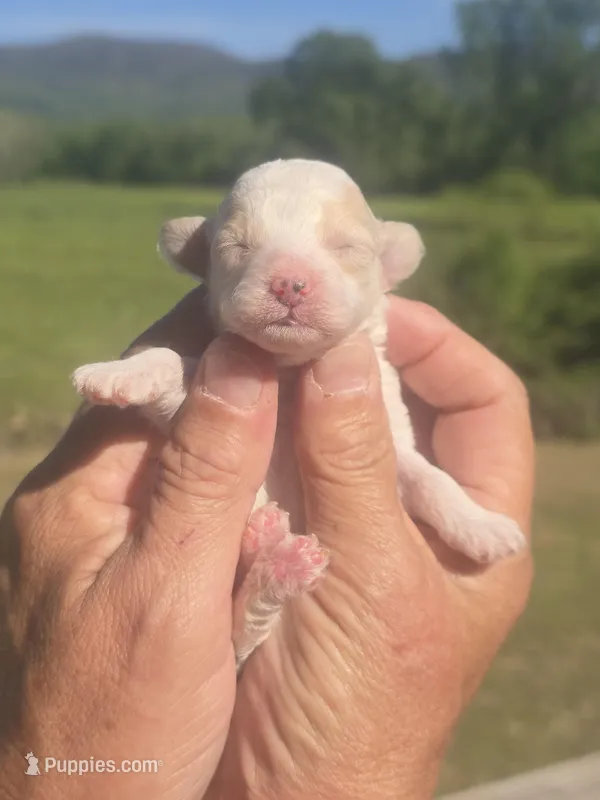 Lollie – Poodle - Toy  puppy for sale in Chatsworth, GA