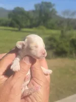 Lollie, a female Poodle - Toy  for sale in Chatsworth, GA – Photo 2 of 9