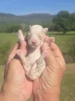 Lollie, a female Poodle - Toy  for sale in Chatsworth, GA – Photo 6 of 9