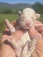 Lollie, a female Poodle - Toy  for sale in Chatsworth, GA – Photo 4 of 9