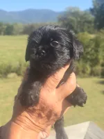 Stevie, a male Shih Tzu and Brussels Griffon for sale in Chatsworth, GA – 8 of 8