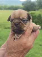 Rafe, a male Brussels Griffon for sale in Chatsworth, GA – 2 of 7